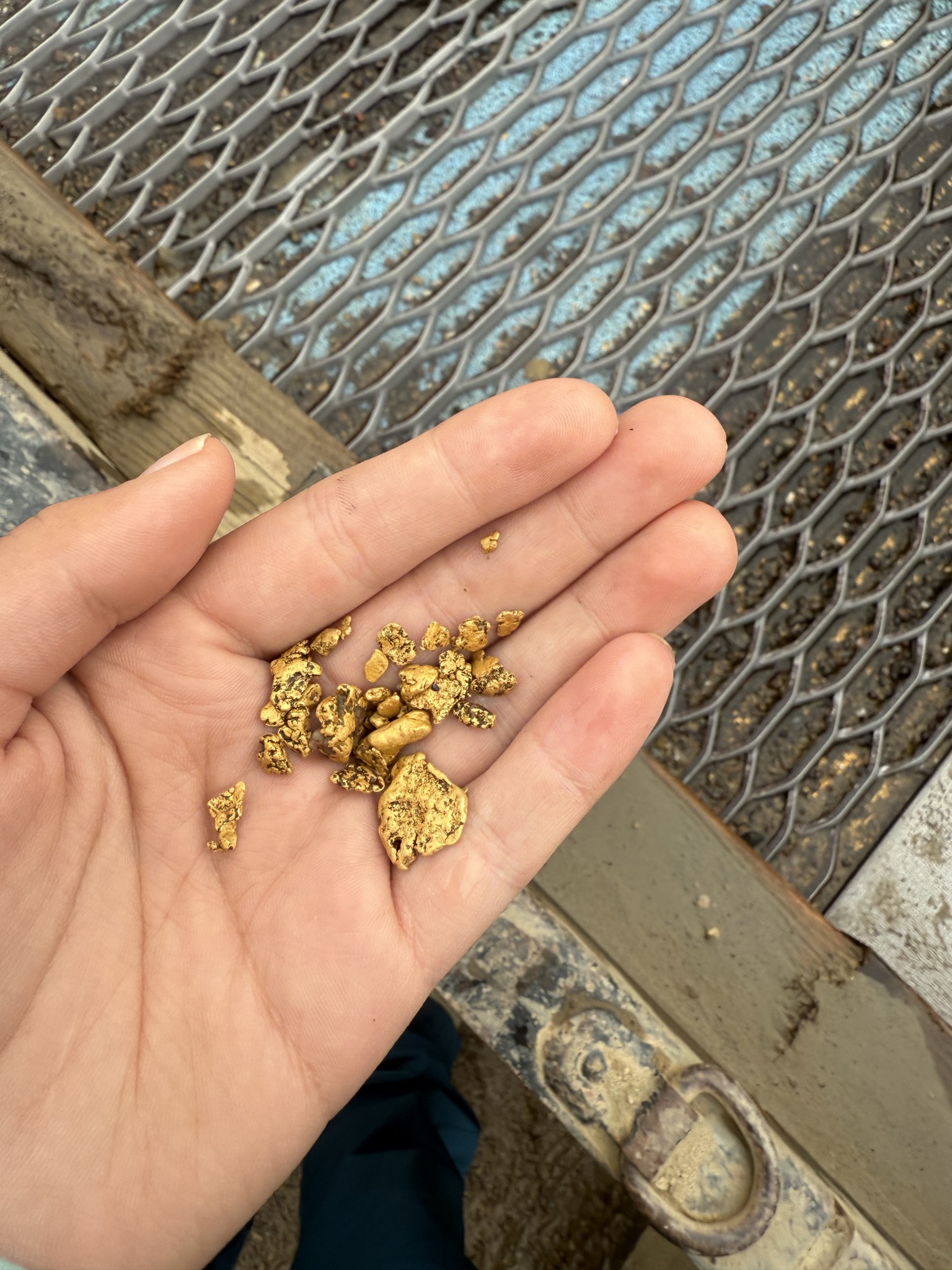Hand holding multiple gold nuggets near the claim.