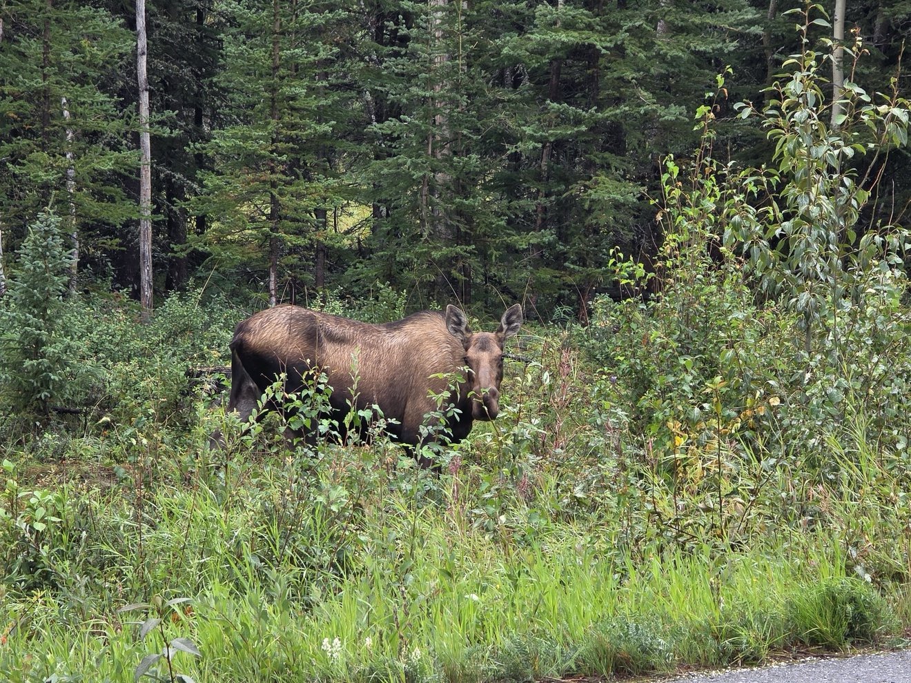 Moose standing in trees near the claim.