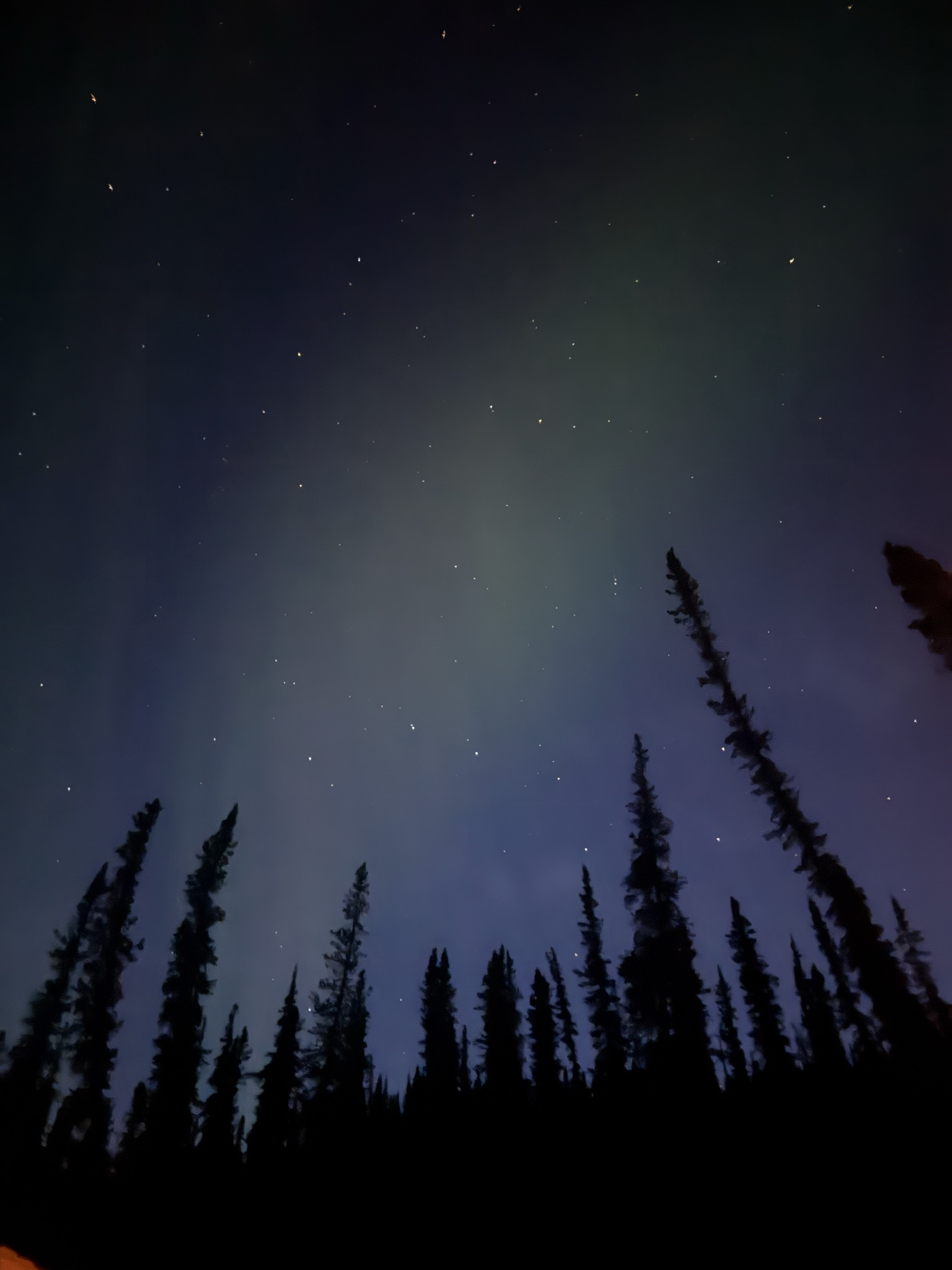 Northern lights over dark trees near the claim.